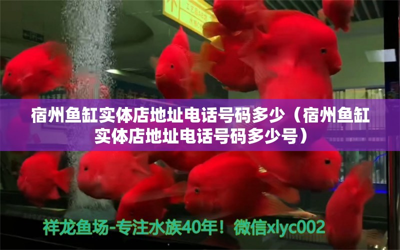 宿州鱼缸实体店地址电话号码多少（宿州鱼缸实体店地址电话号码多少号） 银龙鱼苗