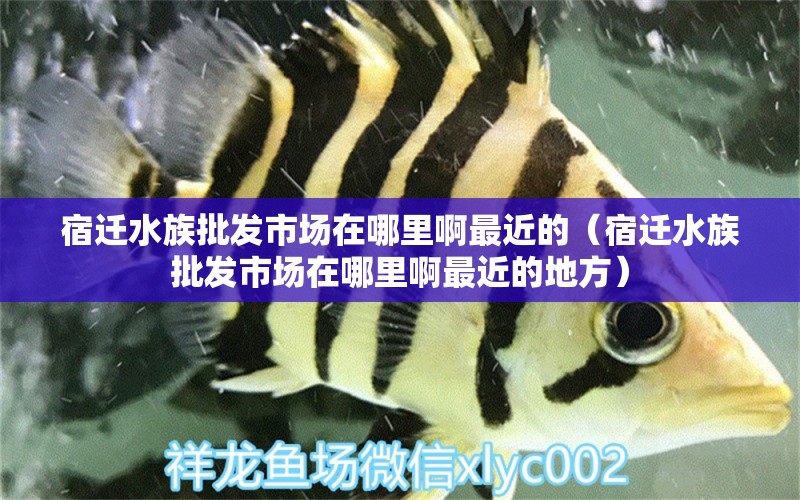 宿迁水族批发市场在哪里啊最近的（宿迁水族批发市场在哪里啊最近的地方） 观赏鱼水族批发市场