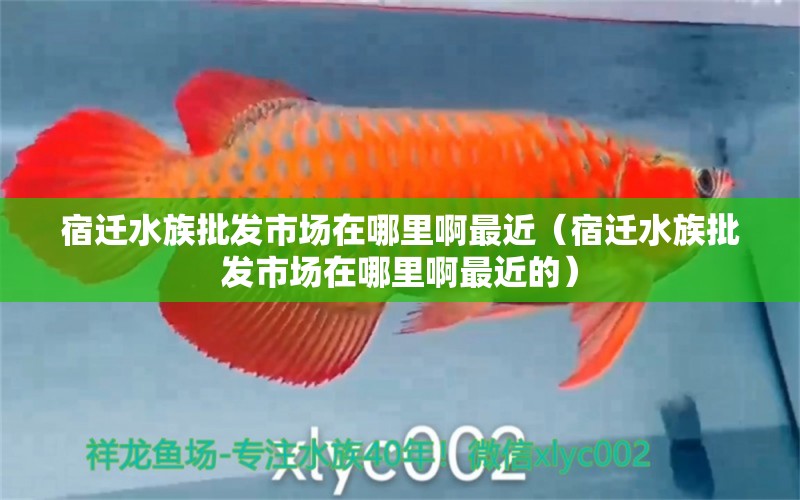 宿迁水族批发市场在哪里啊最近（宿迁水族批发市场在哪里啊最近的）