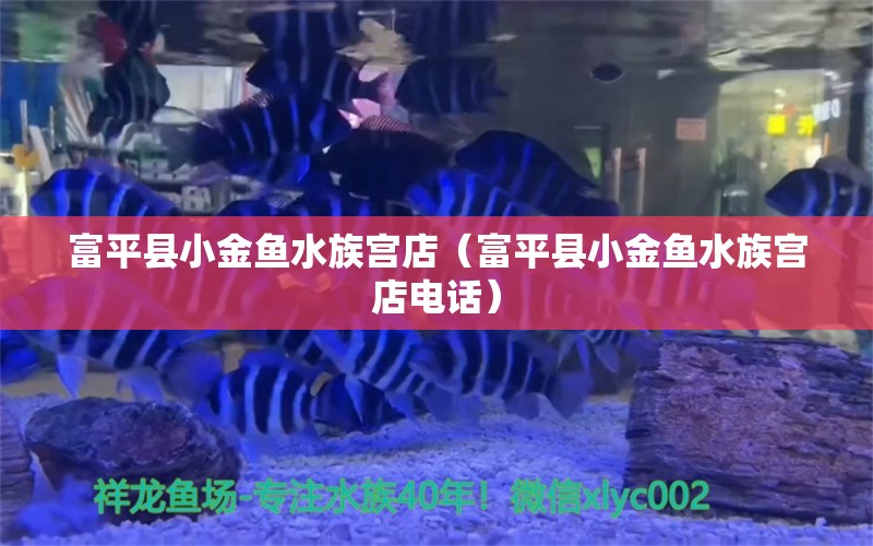 富平县小金鱼水族宫店（富平县小金鱼水族宫店电话）