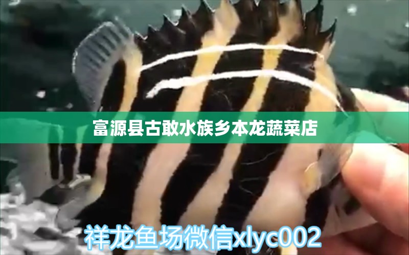 富源县古敢水族乡本龙蔬菜店 全国水族馆企业名录