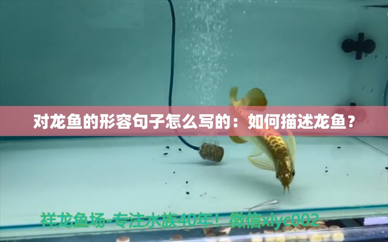 对龙鱼的形容句子怎么写的：如何描述龙鱼？ 水族问答 第2张