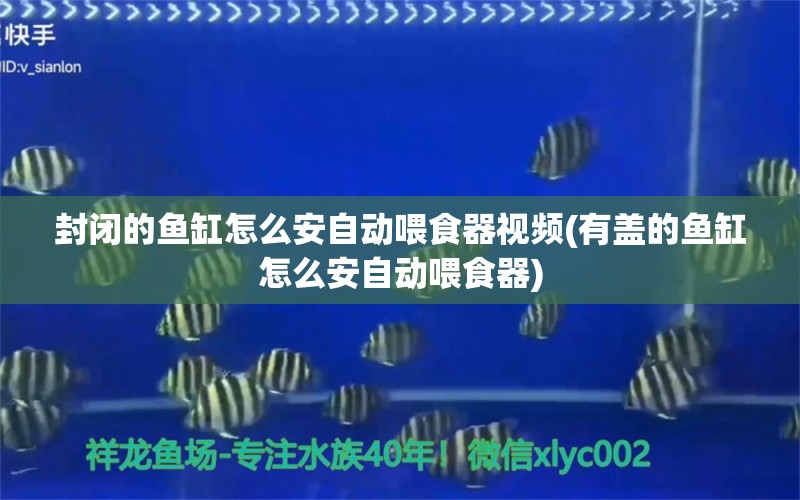 封闭的鱼缸怎么安自动喂食器视频(有盖的鱼缸怎么安自动喂食器)