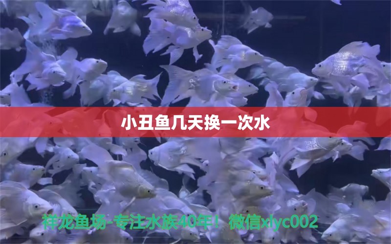 小丑鱼几天换一次水