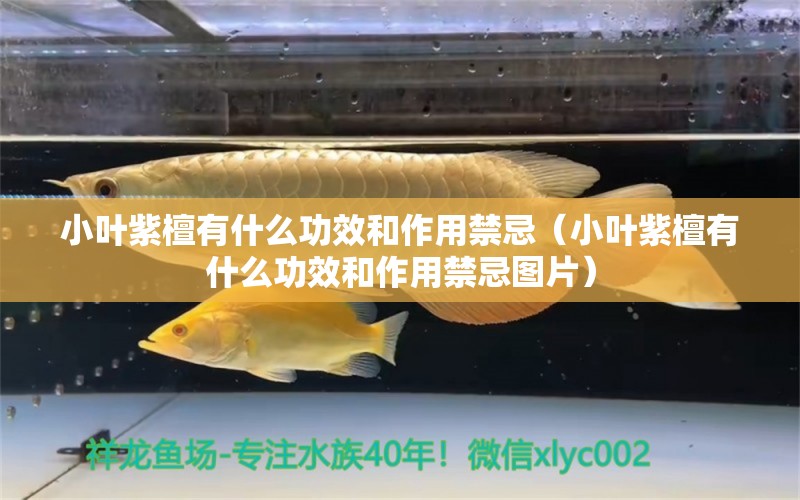 小叶紫檀有什么功效和作用禁忌（小叶紫檀有什么功效和作用禁忌图片）