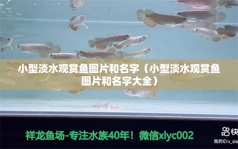 小型淡水观赏鱼图片和名字（小型淡水观赏鱼图片和名字大全）