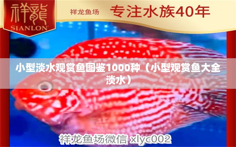 小型淡水观赏鱼图鉴1000种（小型观赏鱼大全淡水）