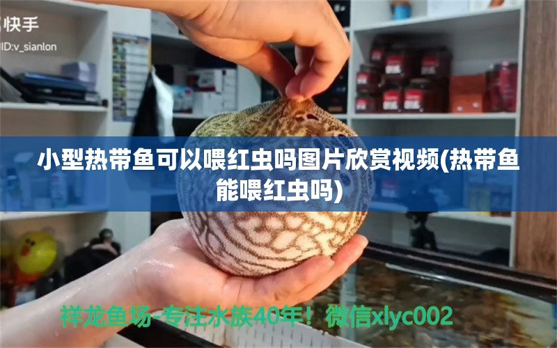 小型热带鱼可以喂红虫吗图片欣赏视频(热带鱼能喂红虫吗) 水族品牌 第1张