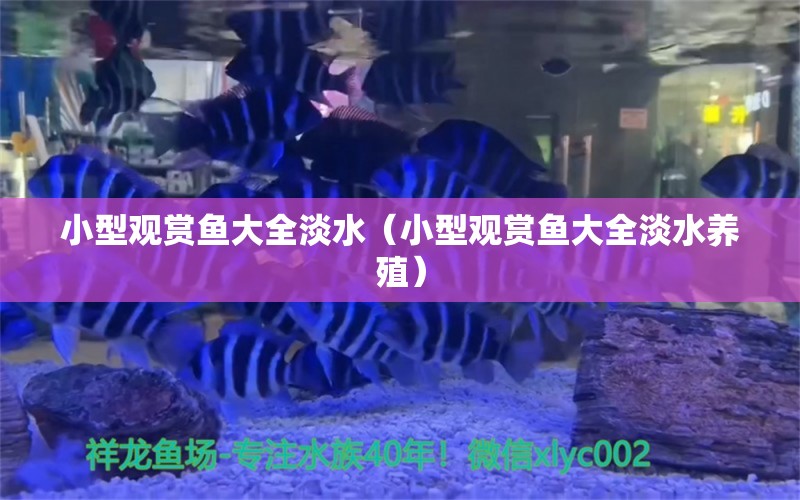 小型观赏鱼大全淡水（小型观赏鱼大全淡水养殖）