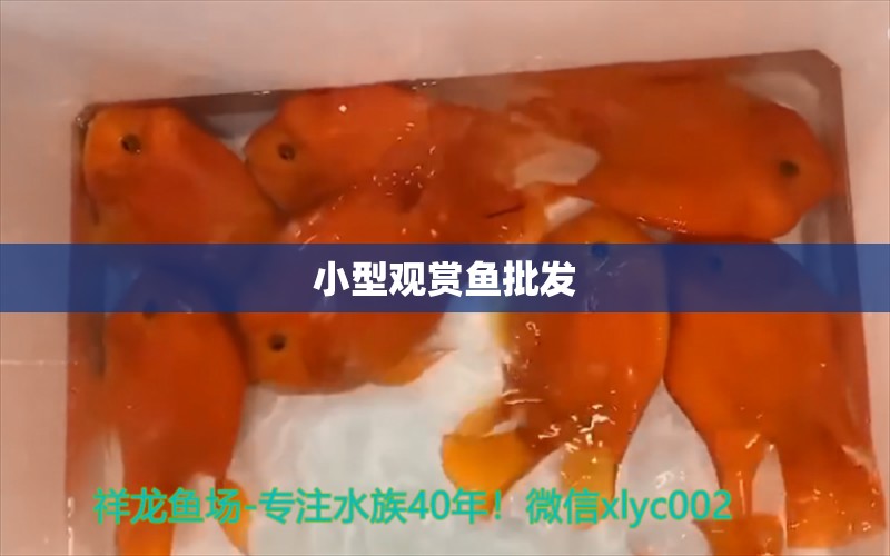 小型观赏鱼批发