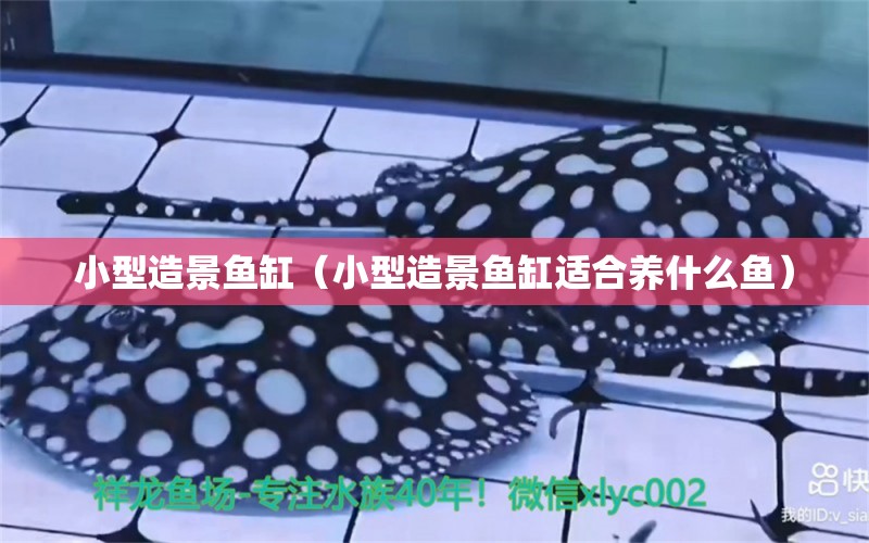 小型造景鱼缸（小型造景鱼缸适合养什么鱼） 鱼缸等水族设备