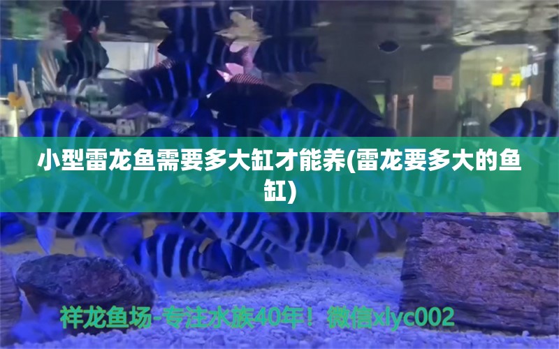 小型雷龙鱼需要多大缸才能养(雷龙要多大的鱼缸)