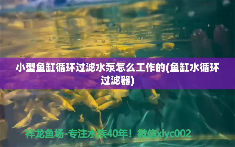 小型鱼缸循环过滤水泵怎么工作的(鱼缸水循环过滤器) 祥龙水族医院