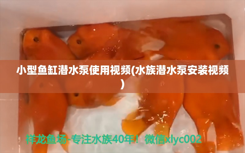 小型鱼缸潜水泵使用视频(水族潜水泵安装视频)