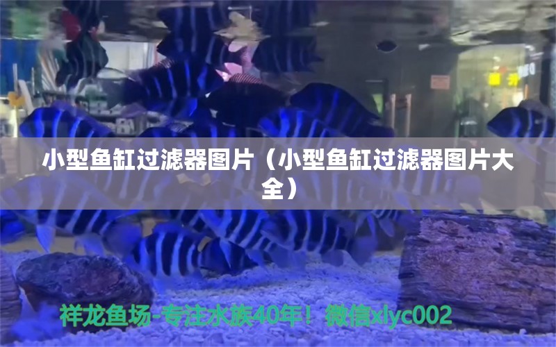 小型鱼缸过滤器图片（小型鱼缸过滤器图片大全）