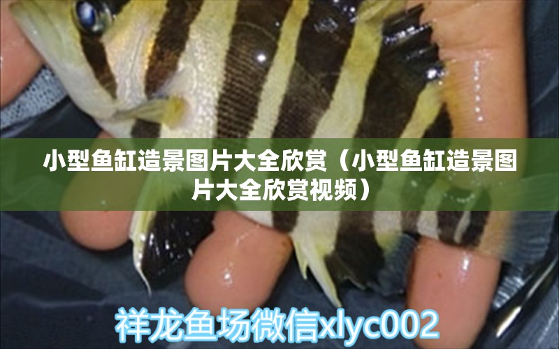 小型鱼缸造景图片大全欣赏（小型鱼缸造景图片大全欣赏视频） 水族品牌