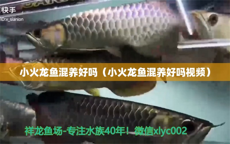 小火龙鱼混养好吗（小火龙鱼混养好吗视频） 祥龙水族医院