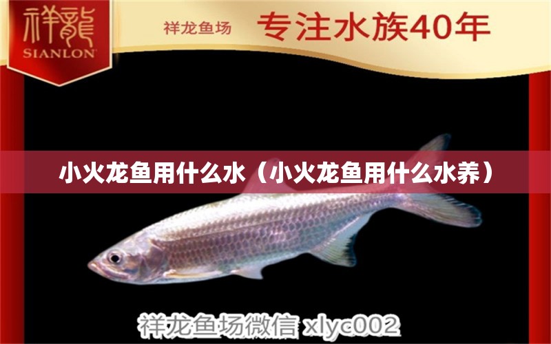 小火龙鱼用什么水（小火龙鱼用什么水养） 广州龙鱼批发市场