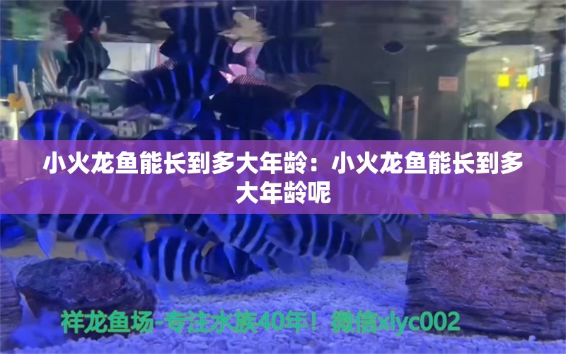 小火龙鱼能长到多大年龄：小火龙鱼能长到多大年龄呢