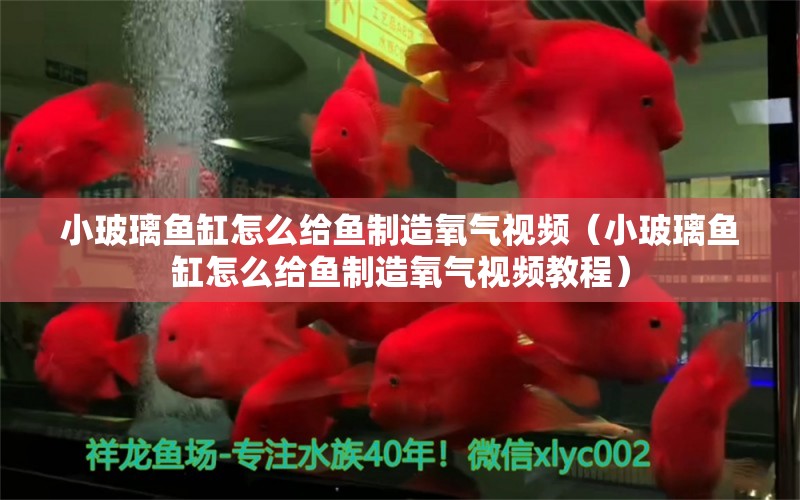 小玻璃鱼缸怎么给鱼制造氧气视频（小玻璃鱼缸怎么给鱼制造氧气视频教程）