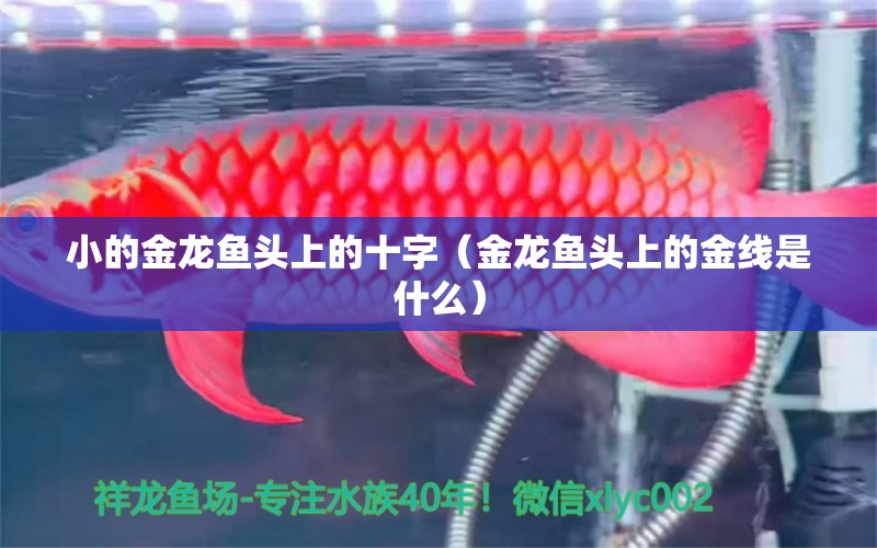 小的金龙鱼头上的十字（金龙鱼头上的金线是什么） 祥龙水族医院