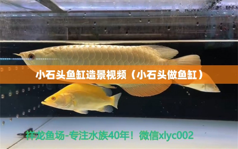 小石头鱼缸造景视频（小石头做鱼缸） 水草