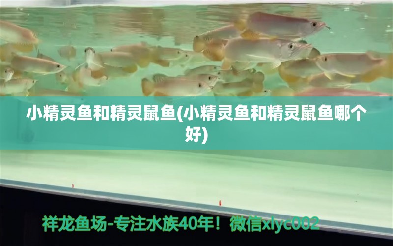 小精灵鱼和精灵鼠鱼(小精灵鱼和精灵鼠鱼哪个好)