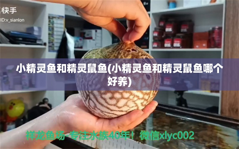 小精灵鱼和精灵鼠鱼(小精灵鱼和精灵鼠鱼哪个好养)