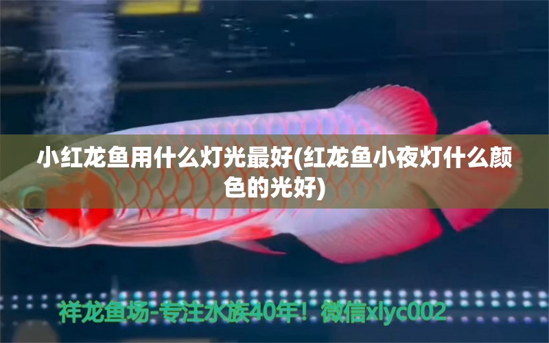 小红龙鱼用什么灯光最好(红龙鱼小夜灯什么颜色的光好)