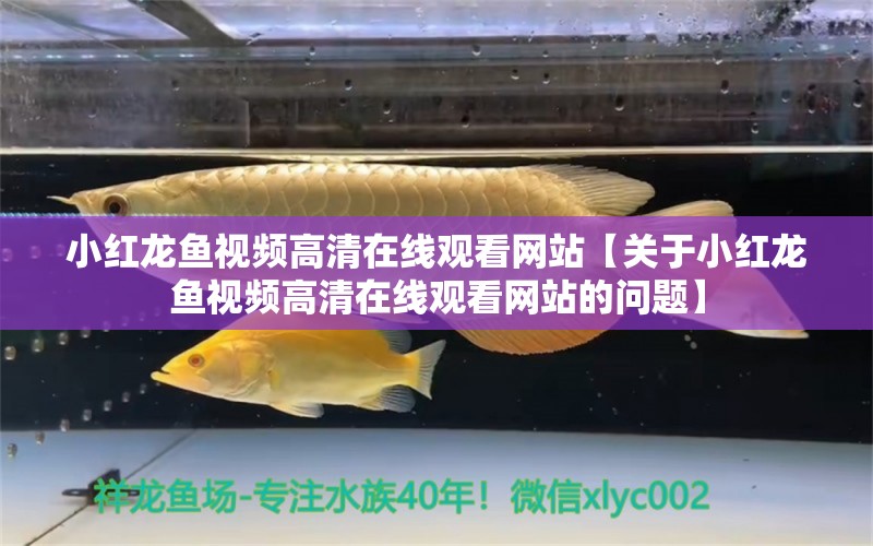 小红龙鱼视频高清在线观看网站【关于小红龙鱼视频高清在线观看网站的问题】 水族问答 第2张