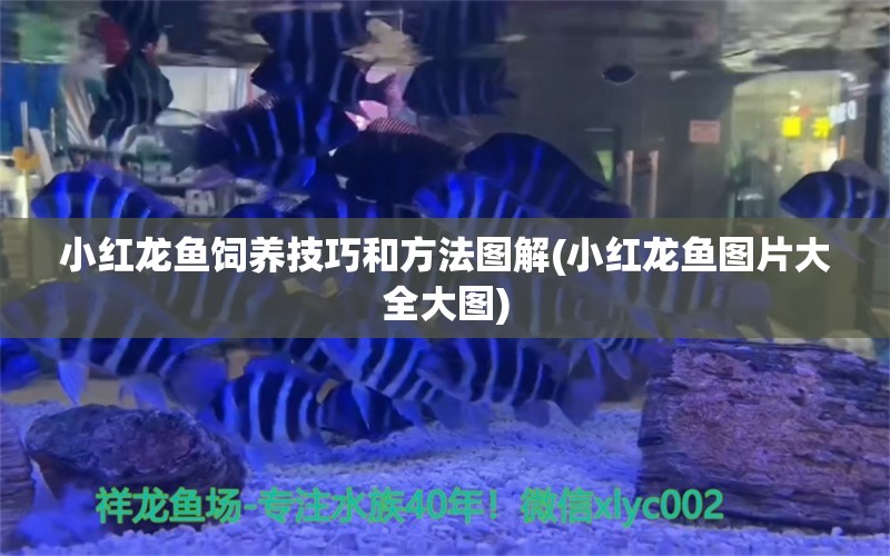 小红龙鱼饲养技巧和方法图解(小红龙鱼图片大全大图) 黄吉金龙（白子金龙鱼）