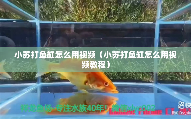 小苏打鱼缸怎么用视频（小苏打鱼缸怎么用视频教程） 祥龙水族医院