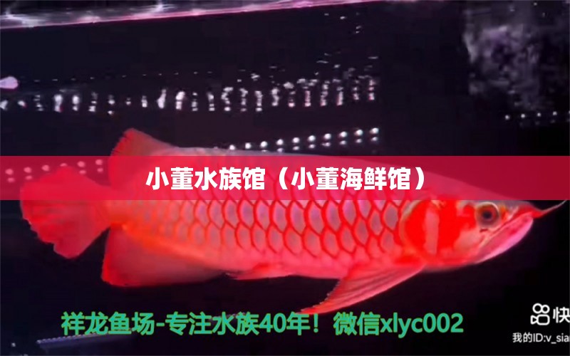 小董水族馆（小董海鲜馆）