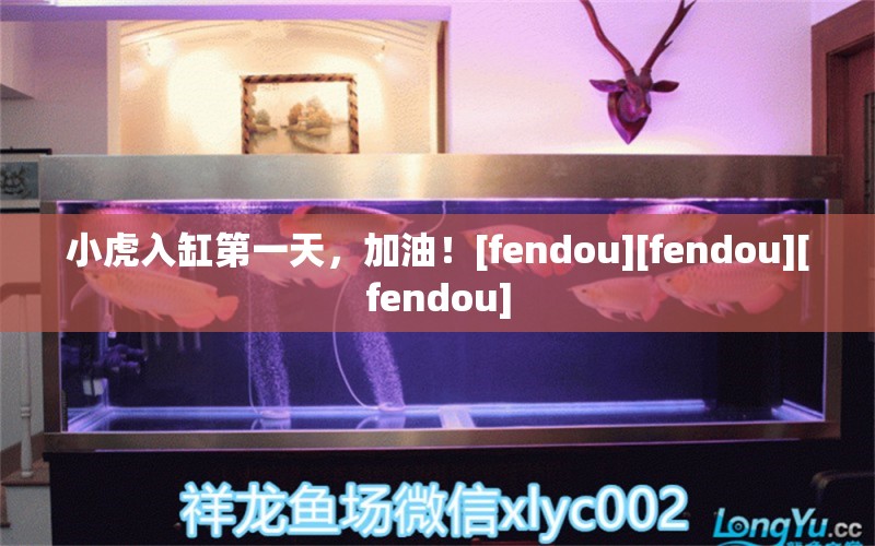 小虎入缸第一天，加油！[fendou][fendou][fendou] 观赏鱼论坛 第2张