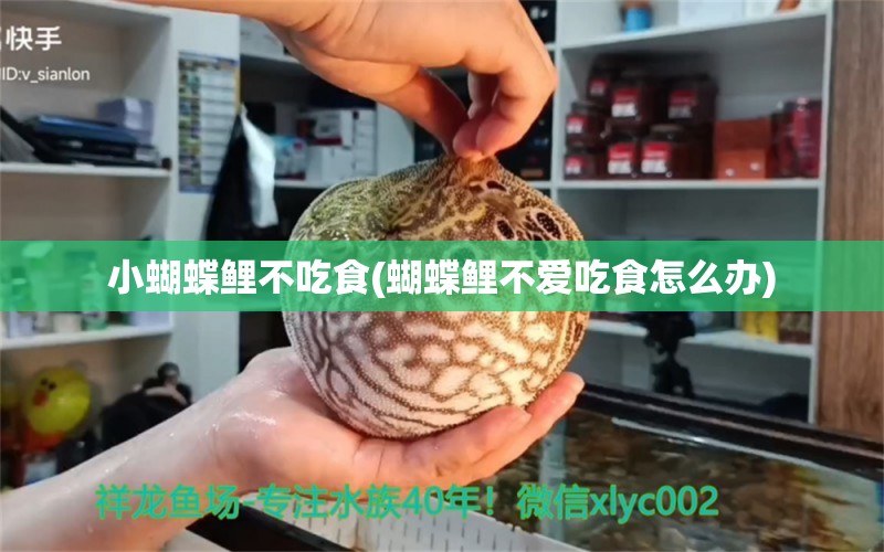 小蝴蝶鲤不吃食(蝴蝶鲤不爱吃食怎么办) 蝴蝶鲤 第1张