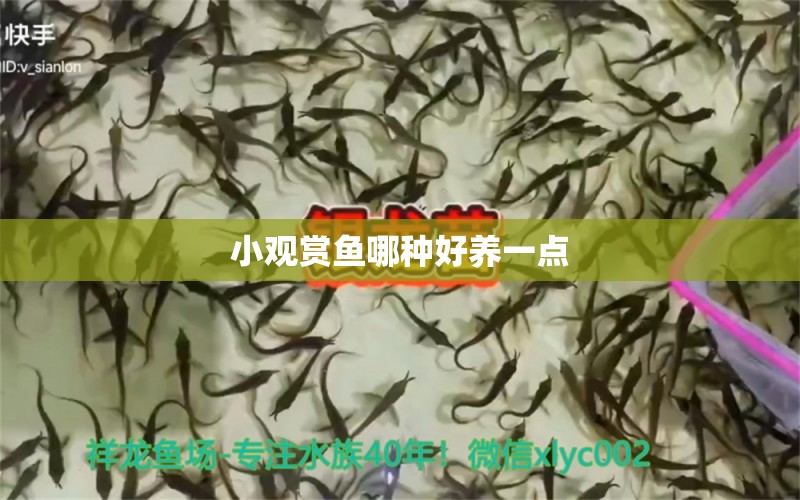 小观赏鱼哪种好养一点 水族问答 第2张