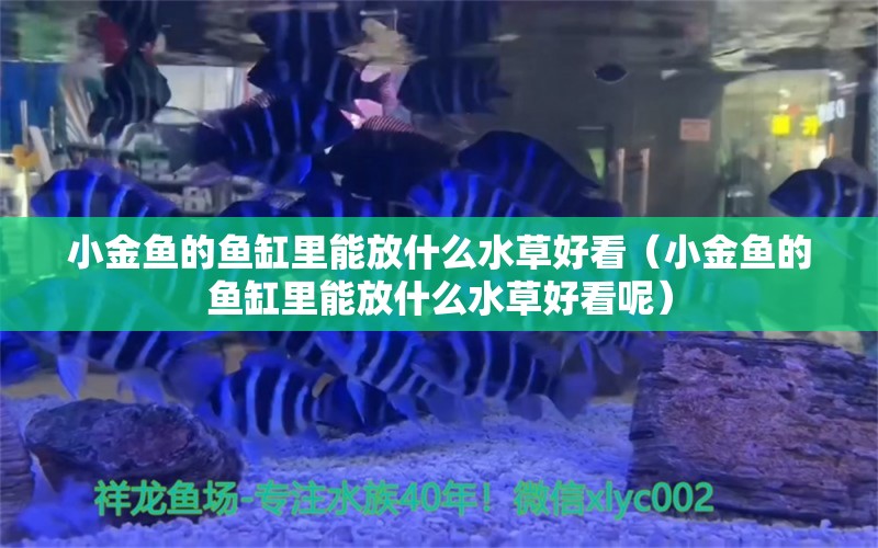 小金鱼的鱼缸里能放什么水草好看（小金鱼的鱼缸里能放什么水草好看呢）