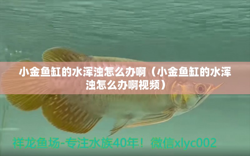 小金鱼缸的水浑浊怎么办啊（小金鱼缸的水浑浊怎么办啊视频）