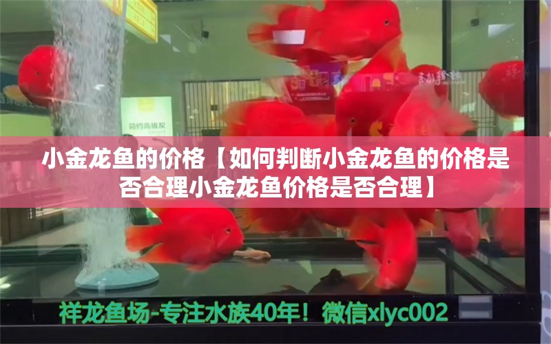 小金龙鱼的价格【如何判断小金龙鱼的价格是否合理小金龙鱼价格是否合理】