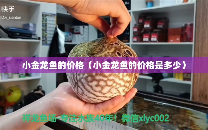 小金龙鱼的价格（小金龙鱼的价格是多少） 祥龙水族医院