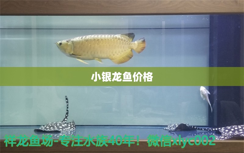 小银龙鱼价格 水族问答 第1张