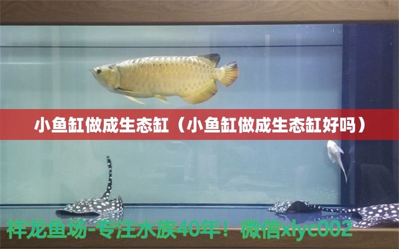 小鱼缸做成生态缸（小鱼缸做成生态缸好吗）