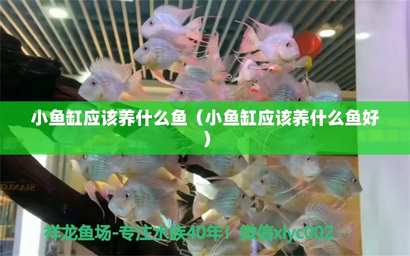 小鱼缸应该养什么鱼（小鱼缸应该养什么鱼好） 祥龙水族医院