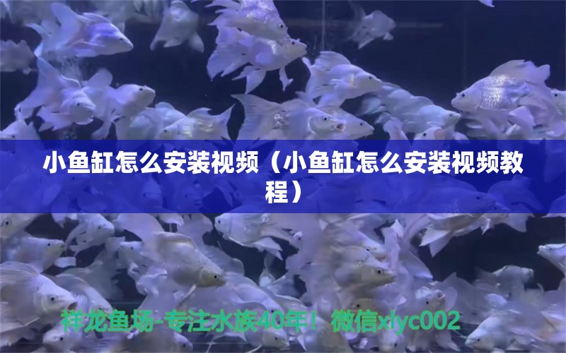 小鱼缸怎么安装视频（小鱼缸怎么安装视频教程）