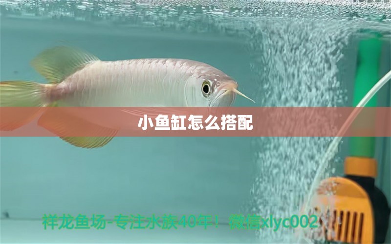 小鱼缸怎么搭配 水族问答 第1张