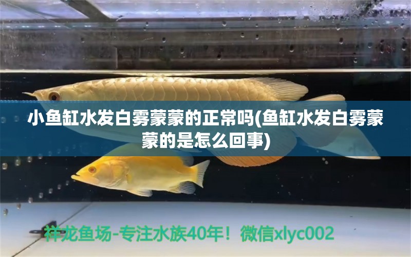 小鱼缸水发白雾蒙蒙的正常吗(鱼缸水发白雾蒙蒙的是怎么回事)