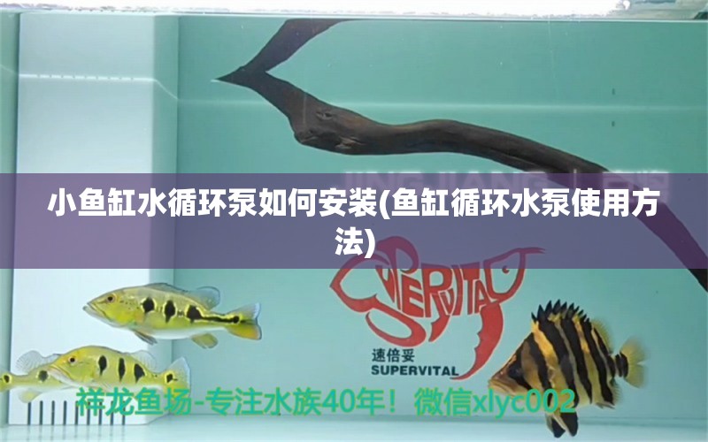 小鱼缸水循环泵如何安装(鱼缸循环水泵使用方法) 祥龙鱼场品牌产品 第1张