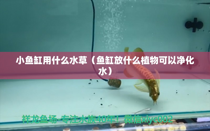 小鱼缸用什么水草（鱼缸放什么植物可以净化水）