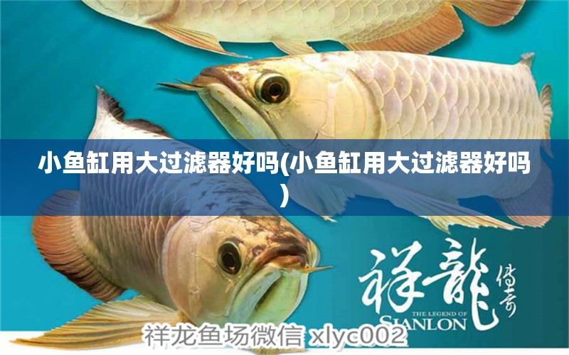 小鱼缸用大过滤器好吗(小鱼缸用大过滤器好吗) 祥龙水族护理水