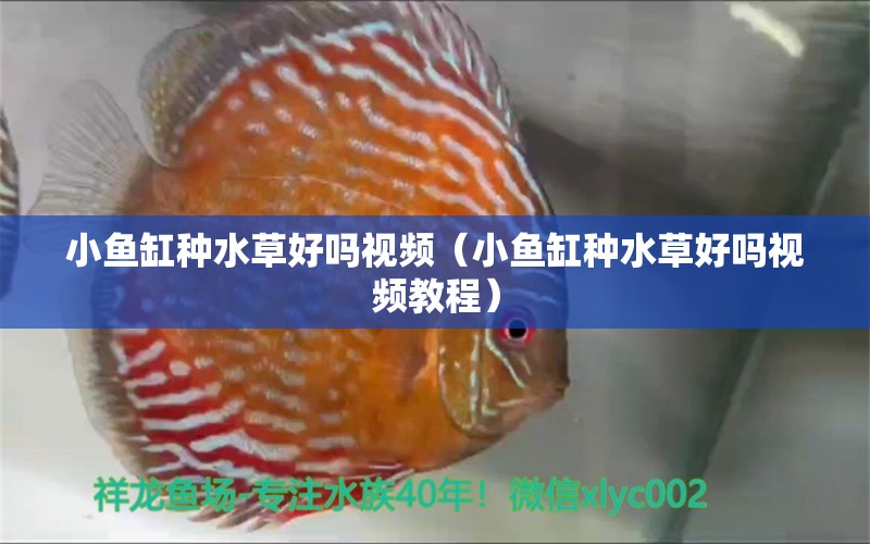 小鱼缸种水草好吗视频（小鱼缸种水草好吗视频教程）